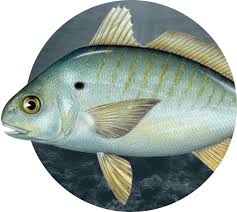 Image result for Leiostomus xanthurus