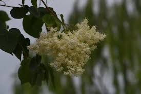 Attēlu rezultāti vaicājumam “Syringa reticulata subsp. amurensis leaf”