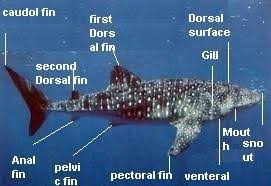 Image result for Rhincodon typus