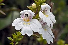 Attēlu rezultāti vaicājumam “Euphrasia”