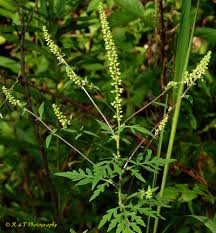 Attēlu rezultāti vaicājumam “Ambrosia artemisiifolia leaf”