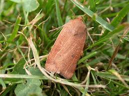 Attēlu rezultāti vaicājumam “Noctuidae”