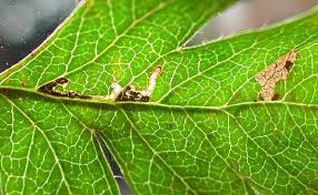 Attēlu rezultāti vaicājumam “Bucculatricidae”