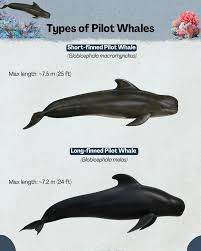 Image result for Globicephala melas