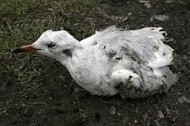 Image result for Wigan Seagulls