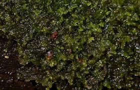 Attēlu rezultāti vaicājumam “Lophocolea minor”