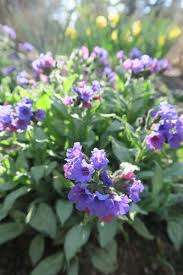 Attēlu rezultāti vaicājumam “Pulmonaria angustifolia flower”
