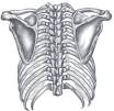 Vertebral column - Wikipedia, the free encyclopedia