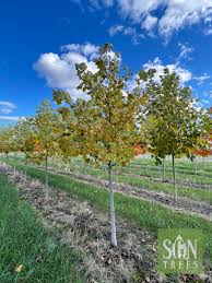 Attēlu rezultāti vaicājumam “Liriodendron tulipifera”