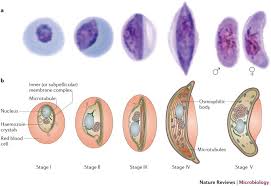Attēlu rezultāti vaicājumam “Didymium spongiosum plasmodium”