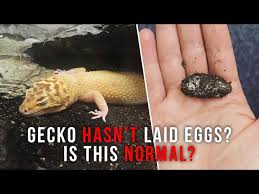 Image result for gravidity leopard gecko