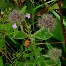 Attēlu rezultāti vaicājumam “Clinopodium vulgare leaf”