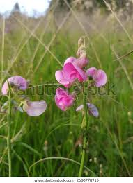 Attēlu rezultāti vaicājumam “Lathyrus sylvestris”