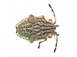 Attēlu rezultāti vaicājumam “Elasmucha grisea”