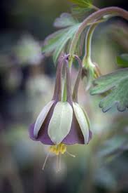 Attēlu rezultāti vaicājumam “Aquilegia vulgaris bud”