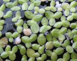 Attēlu rezultāti vaicājumam “Lemnaceae”