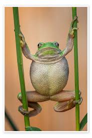 Attēlu rezultāti vaicājumam “Hyla arborea”