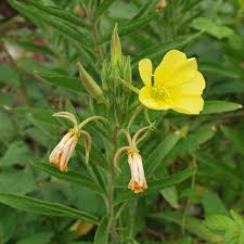 Image result for Nachtkerze