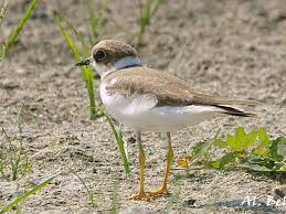 Attēlu rezultāti vaicājumam “Charadrius dubius adult”