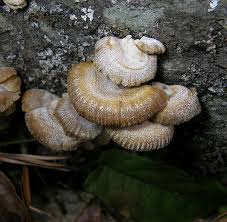 Attēlu rezultāti vaicājumam “Panellus stipticus”