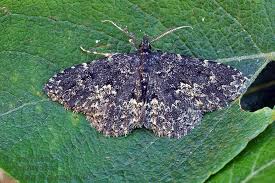 Attēlu rezultāti vaicājumam “Parascotia fuliginaria”