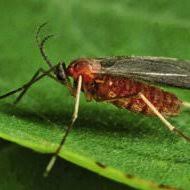 Attēlu rezultāti vaicājumam “Rabdophaga degeeri”