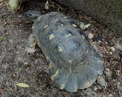 Attēlu rezultāti vaicājumam “Licea chelonoides spores”