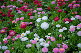 Image result for Bellis perennis