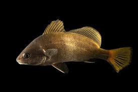 Image result for Sciaena umbra