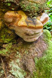 Attēlu rezultāti vaicājumam “Fomitopsis pinicola”