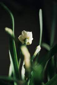Attēlu rezultāti vaicājumam “Narcissus bud”