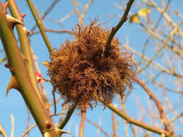 Attēlu rezultāti vaicājumam “Diplolepis rosae”