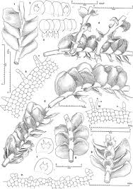 Attēlu rezultāti vaicājumam “Chiloscyphus polyanthos sporophyte”