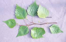 Attēlu rezultāti vaicājumam “Betula pendula”