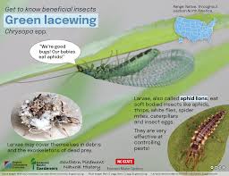 Attēlu rezultāti vaicājumam “Chrysopa eggs”