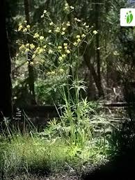 Attēlu rezultāti vaicājumam “Ranunculus acris fruit”