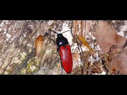 Attēlu rezultāti vaicājumam “Ampedus sanguineus”