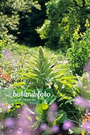 Image result for Verbascum densiflorum