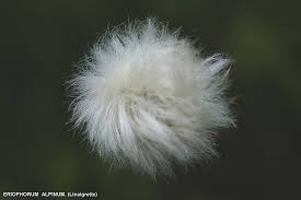 Attēlu rezultāti vaicājumam “Trichophorum alpinum flower”