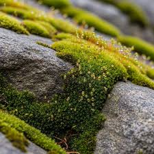 Attēlu rezultāti vaicājumam “Isothecium alopecuroides sporophyte”