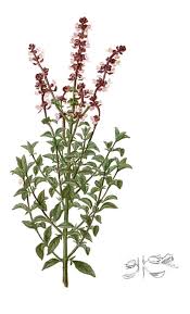 Attēlu rezultāti vaicājumam “Ocimum basilicum”