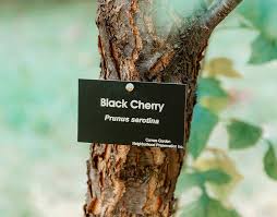 Image result for Wood Green A F S Association