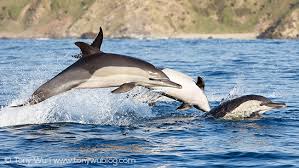 Image result for Delphinus delphis