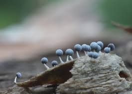 Attēlu rezultāti vaicājumam “Physarum flavicomum macro”