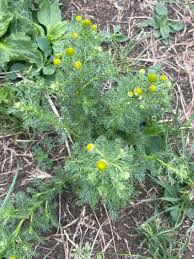 Attēlu rezultāti vaicājumam “Matricaria discoidea”