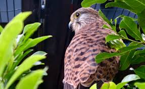 Attēlu rezultāti vaicājumam “Falco tinnunculus”