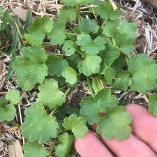 Attēlu rezultāti vaicājumam “Ranunculus repens leaf”