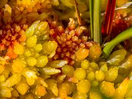 Attēlu rezultāti vaicājumam “Sphagnum papillosum”