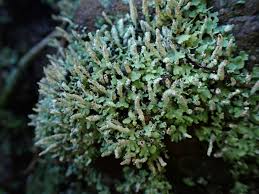 Attēlu rezultāti vaicājumam “Cladonia”