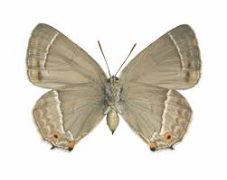 Attēlu rezultāti vaicājumam “Favonius quercus”